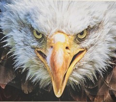 Large Gun Cleaning Mat – 43in x 16in – Eagle with American Flag
