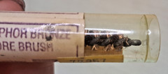 Vintage Klean Bore A-178 Phosphor Bronze Bore Brush .243 .25 6mm NOS USA