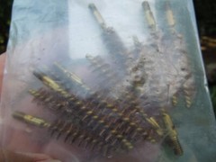 USGI Military 9mm .38 Cal Bore Brush Beretta M9 Small Arms Brass NOS 10 Pack USA
